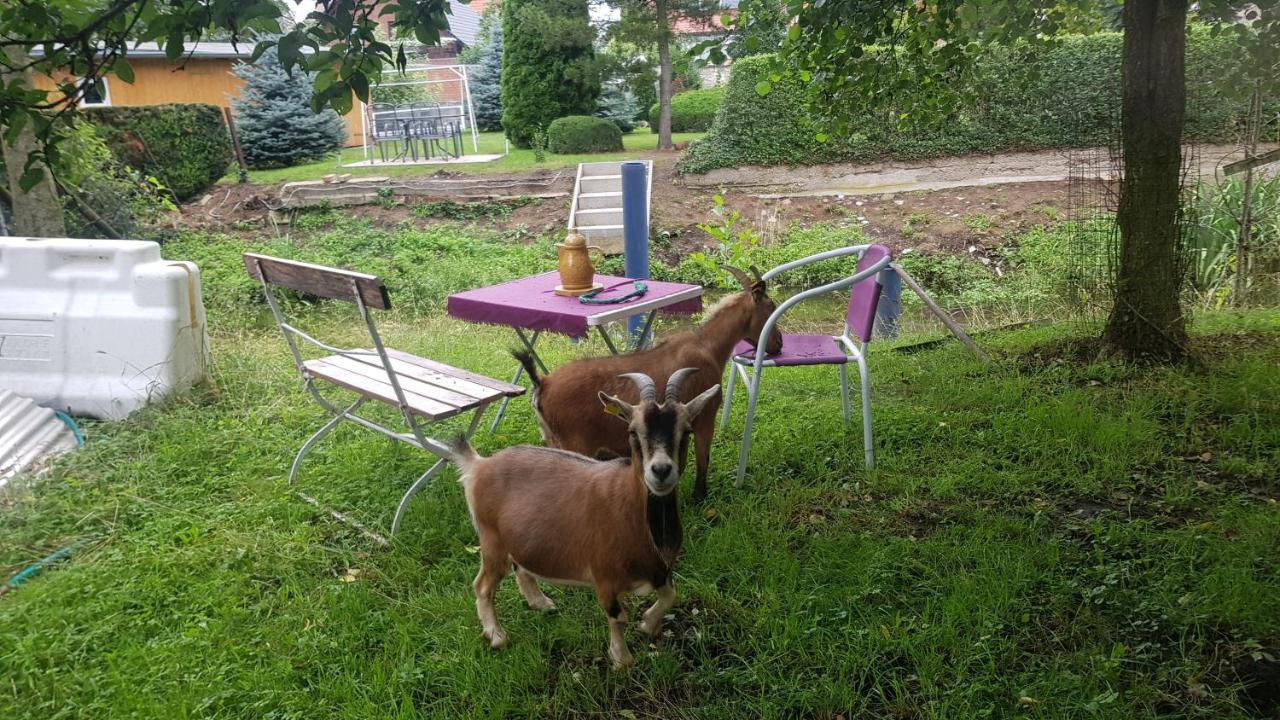 Zimmervermietung Zahn Baalberge Екстериор снимка